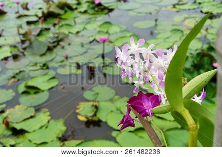 It Is Beautiful Flower Pink Orchid At Red Lotus Floating Maket Banglan Nakhon Pathom Thailand.