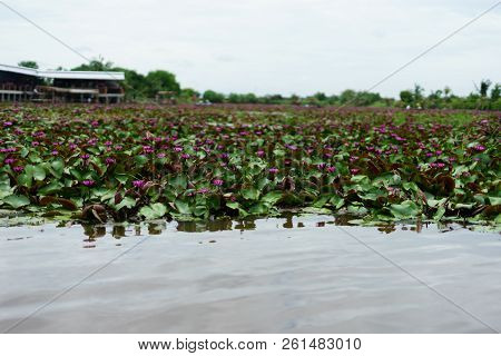 It Is Beautiful Flower Pink Lotus At Red Lotus Floating Maket Banglan Nakhon Pathom Thailand.