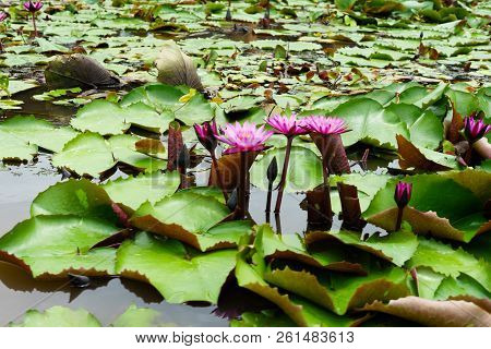 It Is Beautiful Flower Pink Lotus At Red Lotus Floating Maket Banglan Nakhon Pathom Thailand.