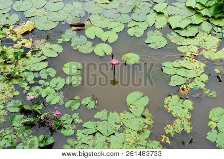 It Is Beautiful Flower Pink Lotus At Red Lotus Floating Maket Banglan Nakhon Pathom Thailand.