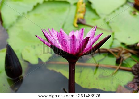 It Is Beautiful Flower Pink Lotus At Red Lotus Floating Maket Banglan Nakhon Pathom Thailand.
