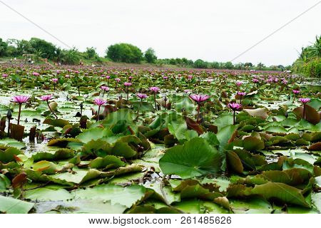 It Is Beautiful Flower Pink Lotus At Red Lotus Floating Maket Banglan Nakhon Pathom Thailand.