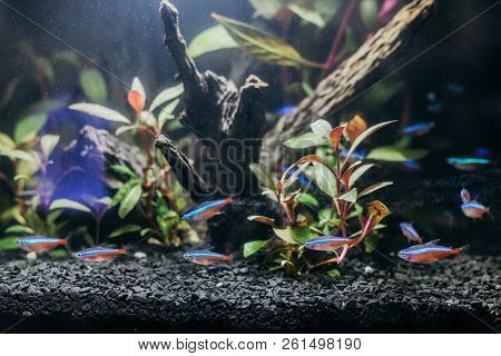 Underwater Biotope Of The Amazon River Embodied In An Aquarium