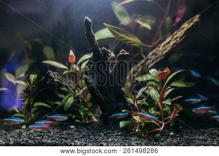 Underwater Biotope Of The Amazon River Embodied In An Aquarium