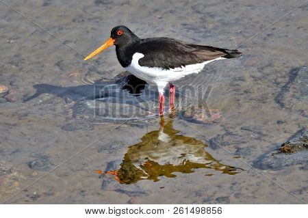 The Eurasian Oystercatcher Walking In Low Water, Looking For Food. Close Photo Of Sea Bird With Refl