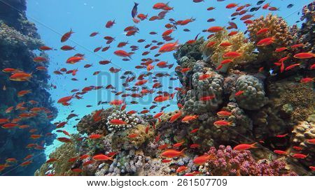 Healthy Beautiful Coral Reef With Shoal Or Red Coral Fish