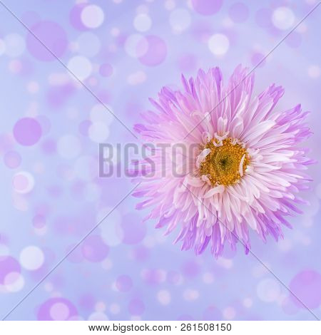 Flower  Aster Pink On A Lilac Background With Boken. Greeting Card. Free Place To Your Test. Selecti