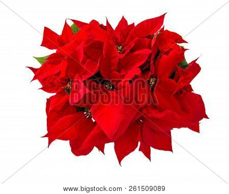 Christmas Flower Red Poinsettia Isolated On White Background. Top View