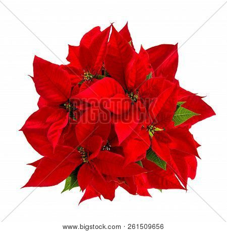 Red Poinsettia. Christmas Flower Isolated On White Background. Top View