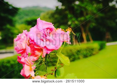 Beautiful Single Pink Rose In Garden. Flowers In The Garden Blurred Green Background.