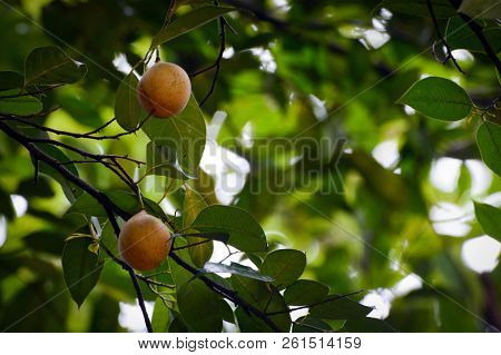 Fruits Hanging On A Fragrant Nutmeg Tree, Scientific Name Myristica Fragrans