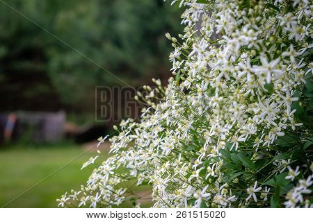 Selective Focus Photography. Nature Background. Shrub With White Flowers.