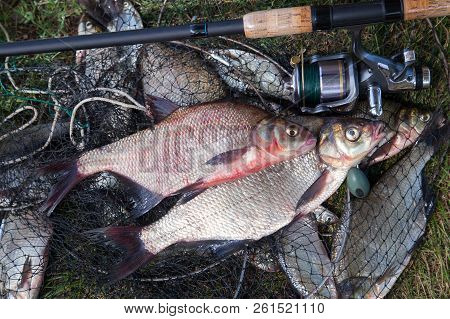 Two Big Freshwater Common Bream Fish And Fishing Rod With Reel On Landing Net..