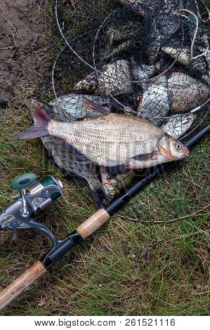 Big Freshwater Common Bream Fish And Fishing Rod With Reel On Landing Net.