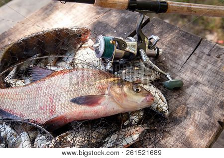 Trophy Fishing. Close Up View Of Big Freshwater Common Bream Fish And Fishing Rod With Reel On Landi