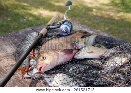 Trophy Fishing. Big Freshwater Bronze Bream Or Carp Bream, White Bream Or Silver Bream And Fishing R