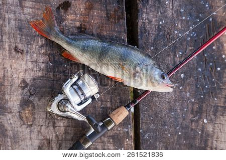 Trophy Fishing. Big Freshwater Perch And Fishing Equipment On Wooden Background..