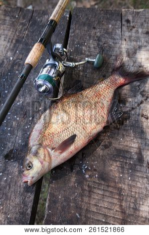 Big Freshwater Common Bream And Fishing Rod With Reel On Vintage Wooden Background..