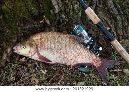 Big Freshwater Common Bream And Fishing Rod With Reel On Natural Background..