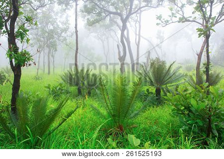 Cycad Palm Tree In The Forest With The Mist In Background