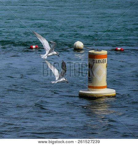 A Water Scene Of Two Least Terns Flying Over The Jupiter, Florida Inlet With Buoys