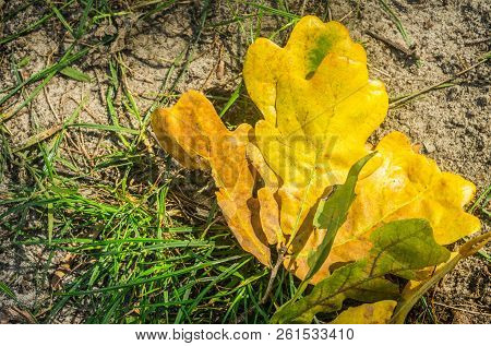 Yellow Leaves Lying On The Sand In Sunny Weather