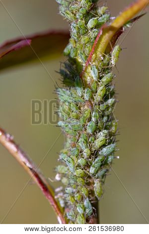 Small Black Aphid On A Green Leaf In The Open Air Close Up