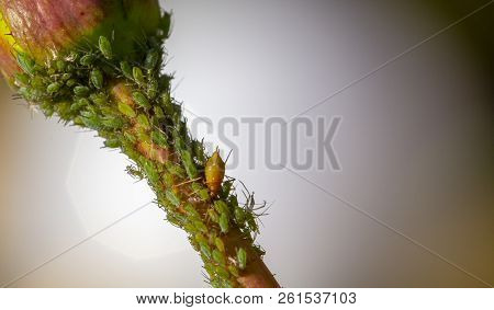 Small Black Aphid On A Green Leaf In The Open Air Close Up