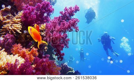 Underwater Wall With Reach Purple Soft Coral Growth, Scuba Divers On The Background