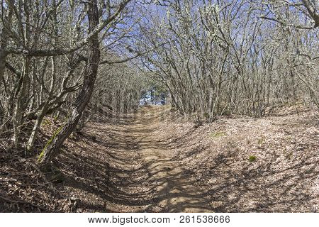 A Dirt Road In A Mountain Forest. The Foot Of The Tokluk-syrt Ridge. Crimea, Spring, Early April, A 