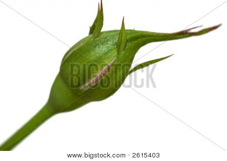 Rose Bud