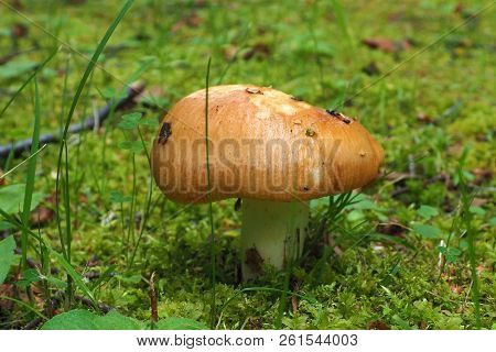 Edible Mushroom Russula Grows. Autumn Is The Time Of Wild Harvest Fungus In The Forest.