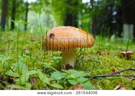 Mushroom Russula Grows In Woods. Autumn Is The Time Of Wild Harvest Fungus In The Forest.
