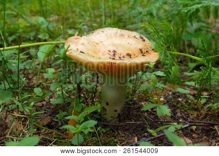 Edible Mushrooms Growing. Autumn Is The Time Of Wild Harvest In The Forest.