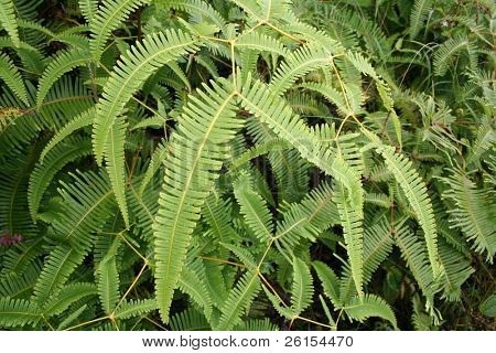 Hana verde felci