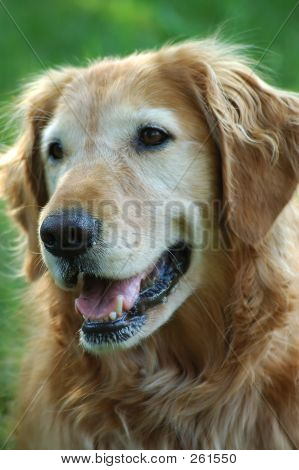 Golden Retriever