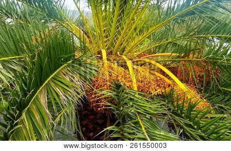 Date Palm / Phoenix Dactylifera With Fruits - Lanzarote, Canary Islands, Spain