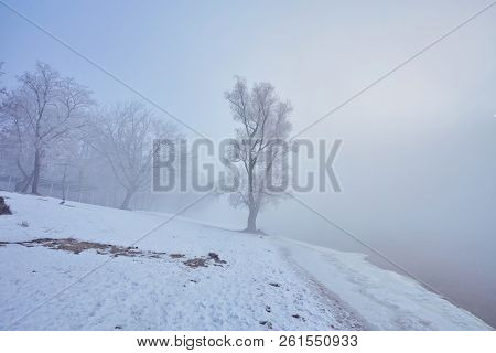 Winter River With A Lone Tree Covered With Hoarfrost On The Shore