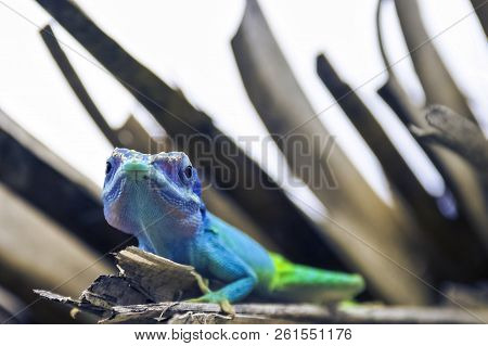 Cuban Male Lizard Allisons Anole (anolis Allisoni), Also Known As The Blue-headed Anole - Varadero, 