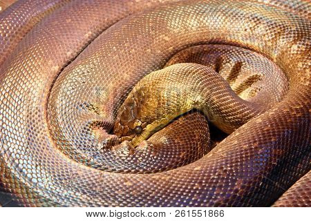 Macklot's Python, Snake
