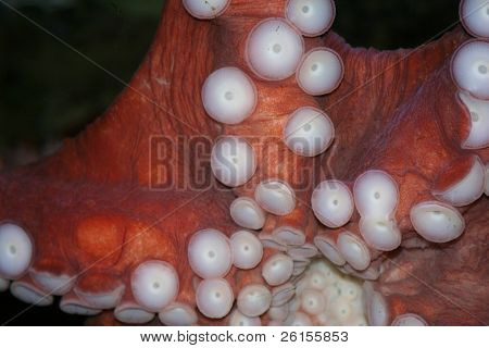 Tentacles