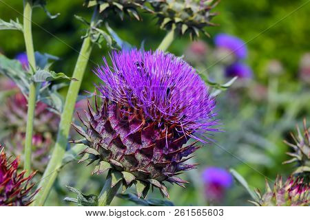 Vegetable Artichoke With Blossom, Cynara Cardunculus, Bavaria, Germany, Europe