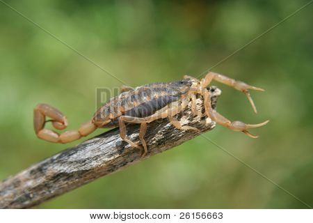 Scorpion