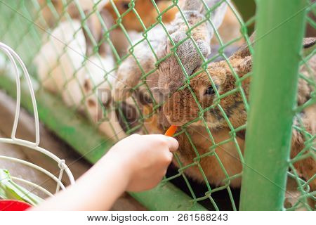 Hand Little Girl Give Carot To Rabbit In The Cage