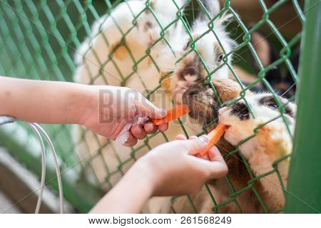 Hand Little Girl Give Carot To Rabbit In The Cage