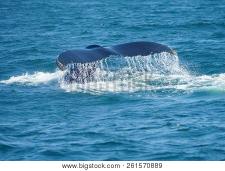 Tail Of Humpback Whale In The Ocean During Whale Watch Trip