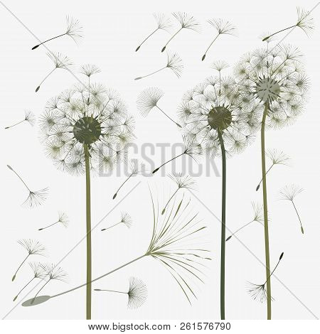 dandelion design vector photo free trial bigstock