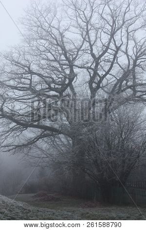 End Of November. The Fallen-down Foliage Was Raked Up In Heaps. Dense Fog Covered Nut Bushes And Oak