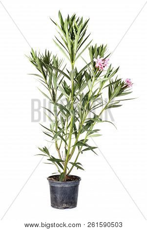 Nerium Oleander Plant In Front Of White Background
