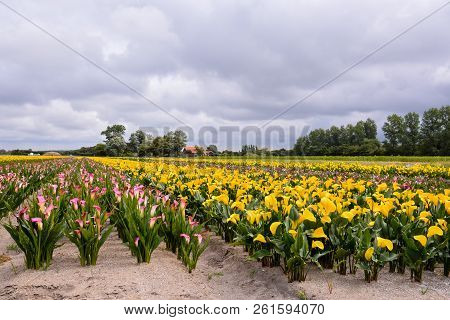 Photo Picture Of Calla Flower Colored Garden Field Cultivation